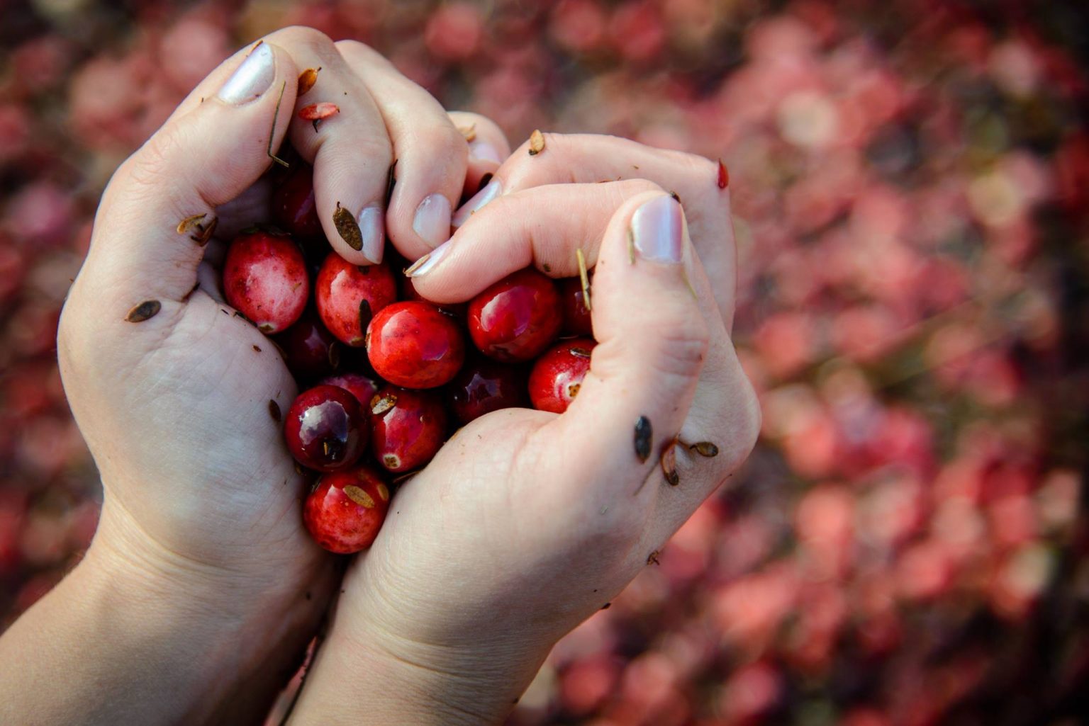 Fruit d’Or Canadian Flavors